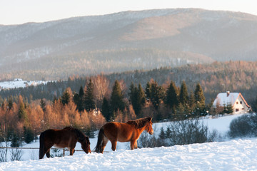 Horses in Kalnica, Bieszczady Mountains, Carpathians Mountains, Poland © Maciej