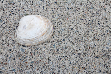 sea shell on the pavement