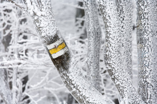 hiking trail to Polonina Wetlinska Mountain, Bieszczady Mountains, Bieszczady National Park, Carpathians Mountains, Poland