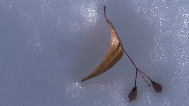 Man takes dry leaf at snow surface - (4K)