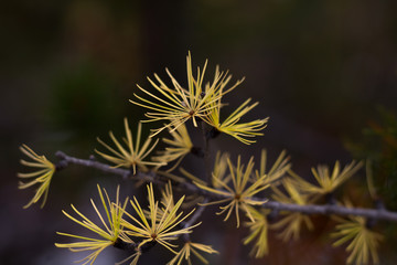 Yellow larch tree (tamarack) close up