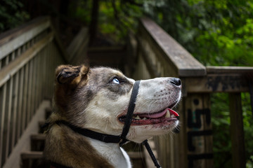 Husky Mix wearing a head halter outside