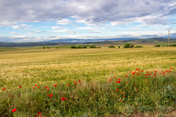 Beautiful May agricultural landscape on the Camino de Santiago, Way of St. James between Los Arcos and Sansol in Navarre, Spain