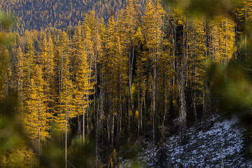 Western Larch (tamarack) trees cover the snowy hillside in eastern washington state in the colville...