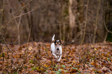 Jack Russell Terrier runs through the thickets in the bare forest in early winter