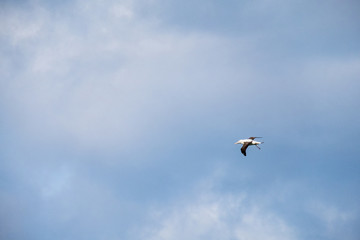 Naklejka na ściany i meble New Zealand Royal Albatross flying in the sky.