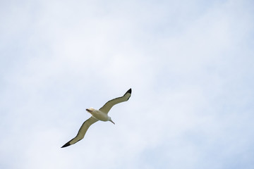 New Zealand Royal Albatross flying in the sky.