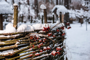 wicker fence with a bush of berries under the snow