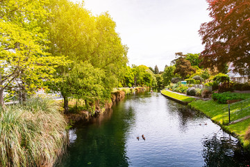 View of the river in Christchurch Botanic garden. - obrazy, fototapety, plakaty