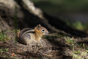 Chipmunk Sitting on a Tree Root Outside