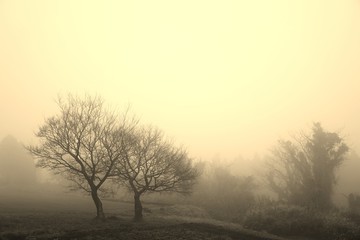 朝の霧に包まれる冬の木々