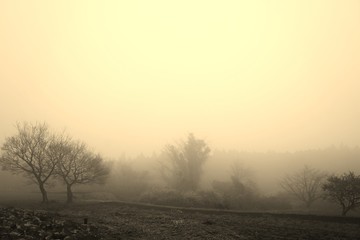朝の霧に包まれる冬の木々