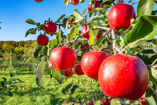 8 715 件の最適な リンゴ狩り 画像 ストック写真 ベクター Adobe Stock