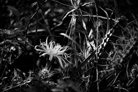 Schwartz Bilder Durchsuchen 236 Archivfotos, und