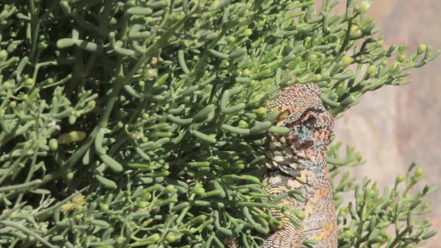 Ornate mastigure lizard eating