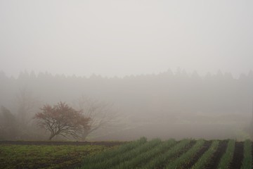 Obraz na płótnie Canvas 朝霧に包まれる田舎の風景