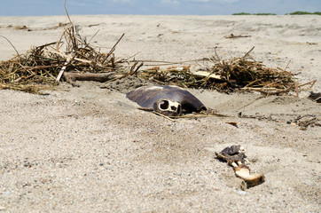 Dead turtle at the beach