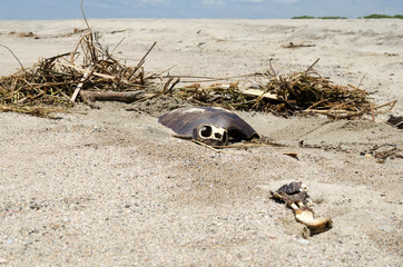 Obraz premium Dead turtle at the beach