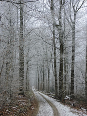 Winter fog in a forest with tall trees in Germany. Dew frosted on the wood during a cold weekend.