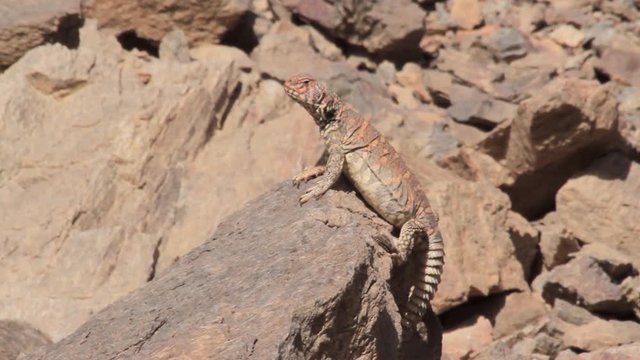 Ornate mastigure lizard in the rocky desert
