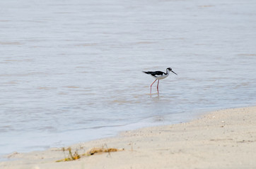 Black-necked Stilt walking in the water, looking for food