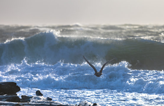 Bird Flies in Wind