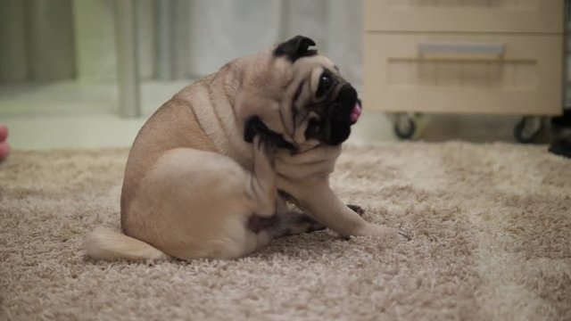 Pug dog is scratching, itching its face and ear. Home