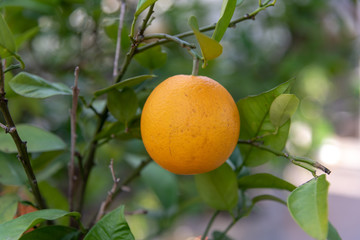 oranges on tree