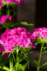 Dianthus barbatus