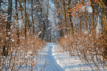 Fototapeta na wymiar Winter Landscape with Snowy Forest