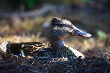 female mallard duck nest