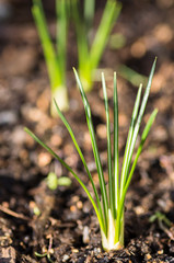 Obraz premium Crocus