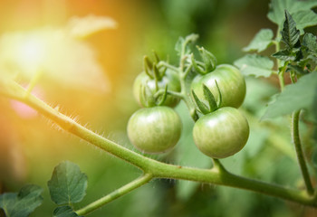 Fototapeta premium Tomato on plant tree Green tomatoes in the green house horticulture garden agriculture vegetables farming