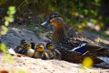 female mallard duck with ducklings