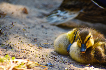 ducklings