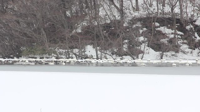 冬の池　白鳥と鴨
