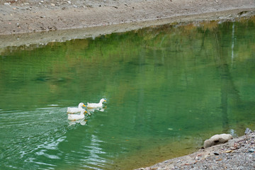  White ducks in water.    