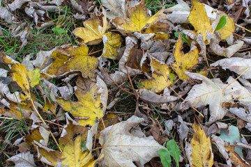 Dry Yellow Leaves on Green Grass