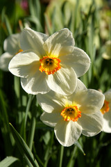 Narcissus