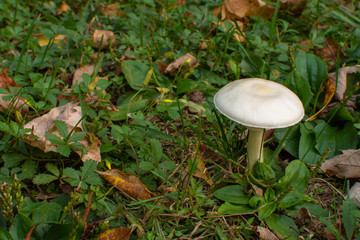 White Mushroom with Green Weeds and Brown Leaves