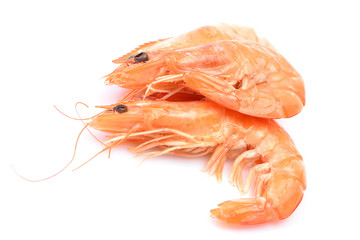 Shrimp on white background