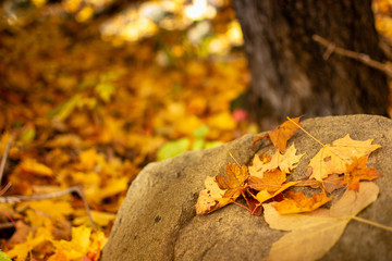 Yellow Fall Leaves Resting on a Rock in the Woods