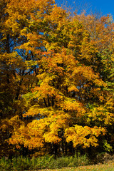 Fototapeta premium Trees Turning Color in the Fall Season on a Sunny Day