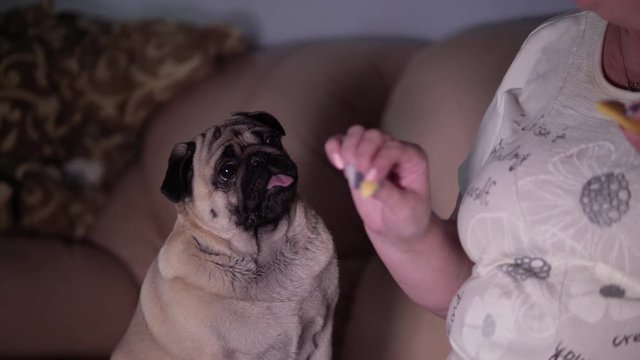 Cute pug dog begging food, scratching owner's hand by a paw. Hungry cute pug dog looking for some food. Begging. Asking, pitying look. Slow motion. Home video. Real life.