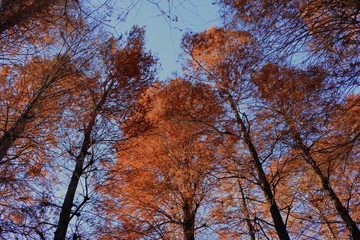 日本　埼玉の公園
