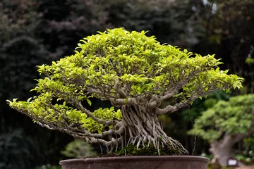 Photo sur Plexiglas Bonsaï Banyan tree bonsai