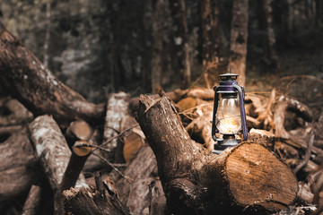 Fototapeta premium stump in the forest