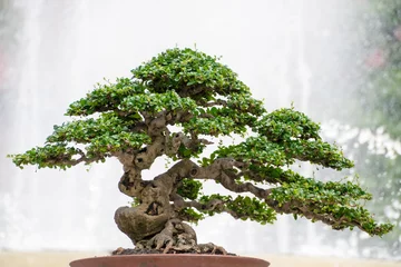 Foto auf Acrylglas Bonsai Miniatur-Bonsai-Baum von Hokiantea (Carmona Retusa)
