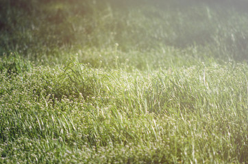 Tall grass field in sunshine
