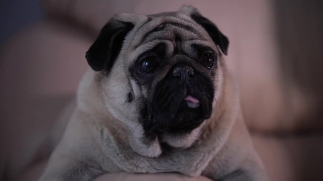 A sweet pug dog lying on the armchair armrest, cute eyes, glance. Lovely face. Close up. Portrait